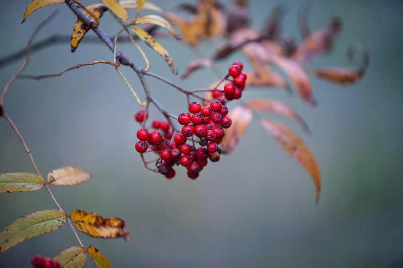 Seasonal Fruits